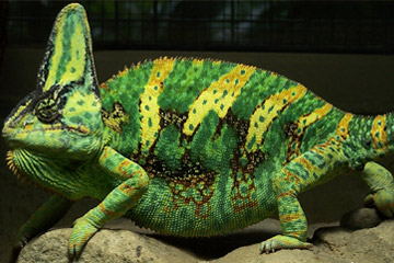 Kameleon